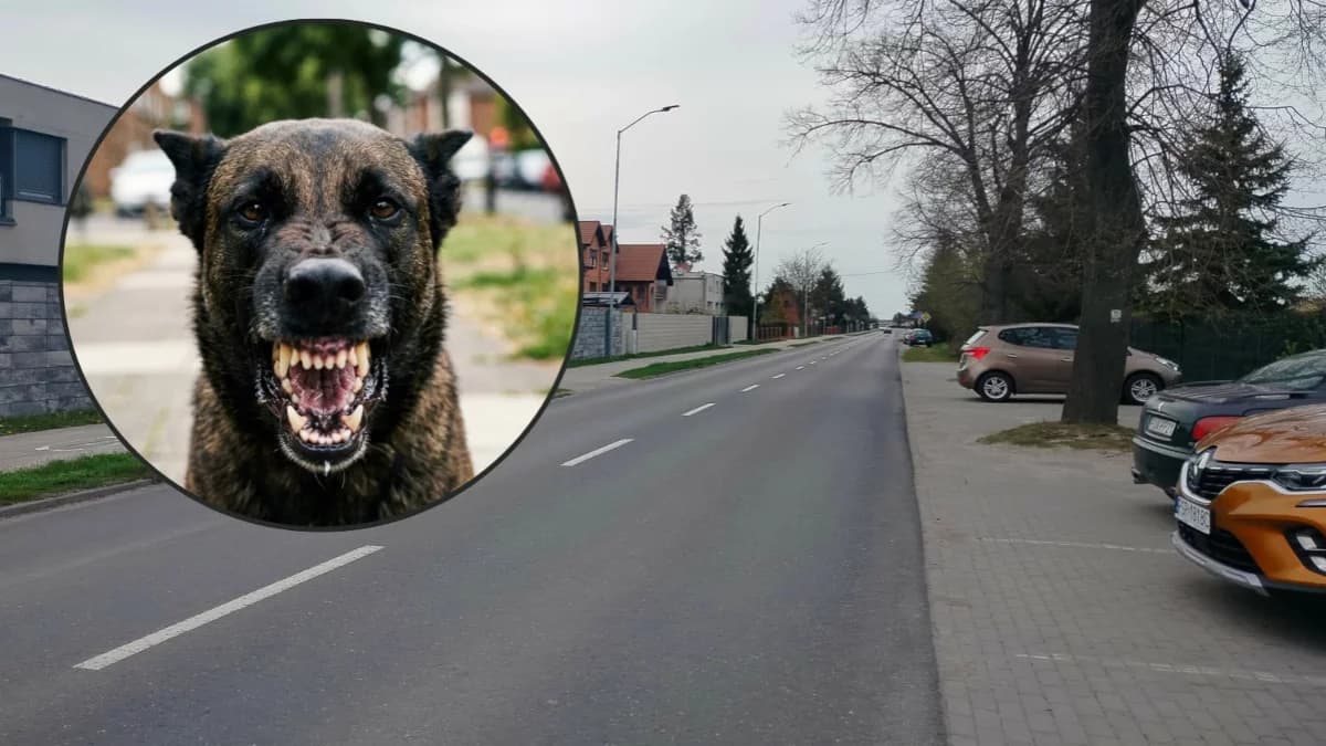 Owczarek rzucił się na kobietę z małym psem. "Myślałam, że to już koniec"