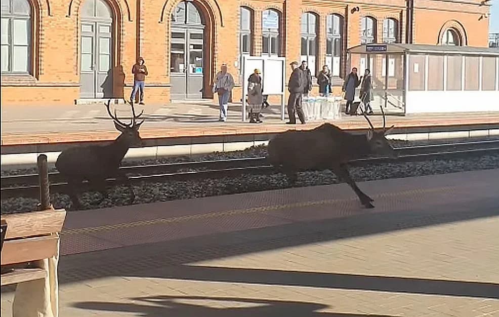 Jelenie na dworcu w Jarocinie. Skąd się tu wzięły?