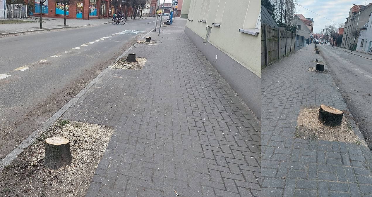 Wycinka drzew w śródmieściu Jarocina wywołuje sporo kontrowersji i komentarzy