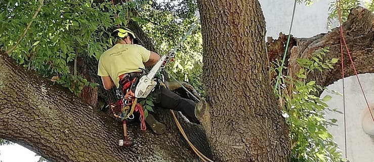 Od rana badali jedno drzewo przy kościele. ZOBACZ, dlaczego