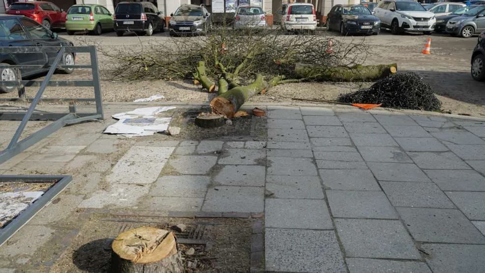 Rewitalizacja śródmieścia Jarocina. Wielka wycinka drzew na rynku [ZDJĘCIA, WIDEO]