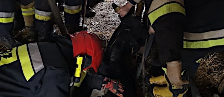 Krowa wpadła do szamba. Uratowali ją strażacy [ZDJĘCA]