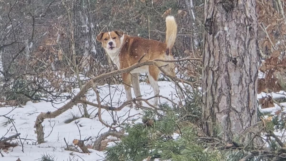 Pies siedzi w lesie - wyje, marznie i jest całkowicie sam. “Zróbcie coś, nim będzie za późno” [AKTUALIZACJA]