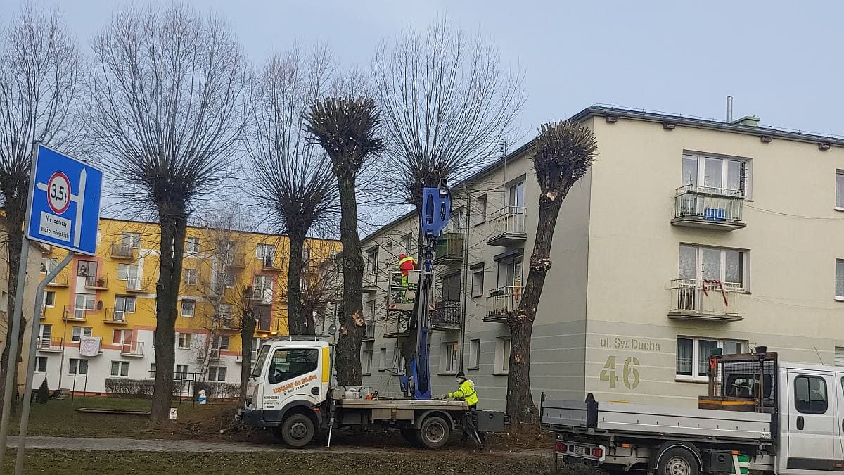 Jarocin. Rozpoczęło się wiosenne przycinanie drzew na terenie miasta