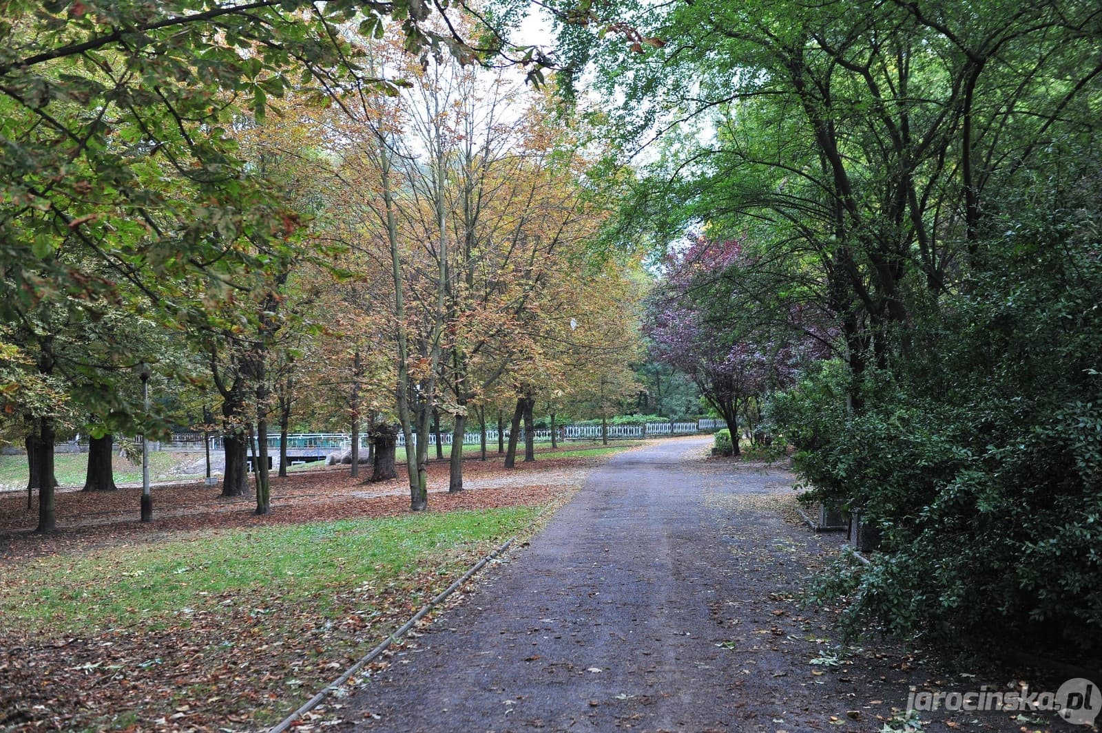 Jarocin. Wycinka w Parku Miejskim [ZDJĘCIA]