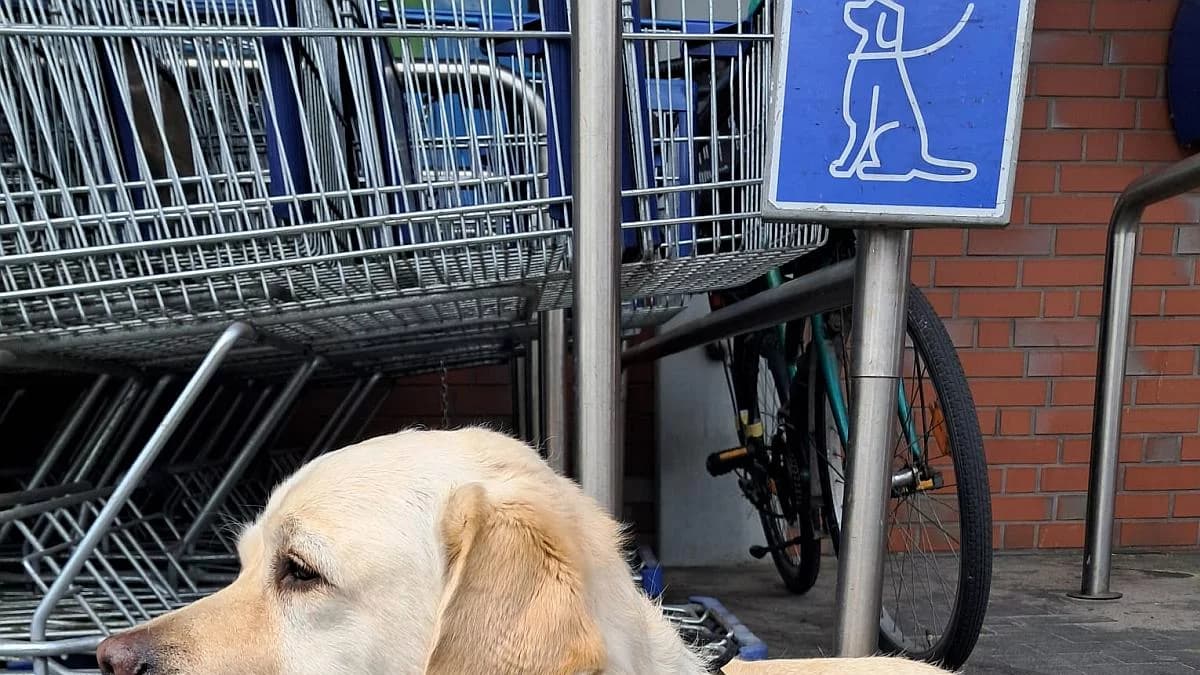 Z życia wzięte: Awantura w markecie, czyli o parkowaniu czworonoga
