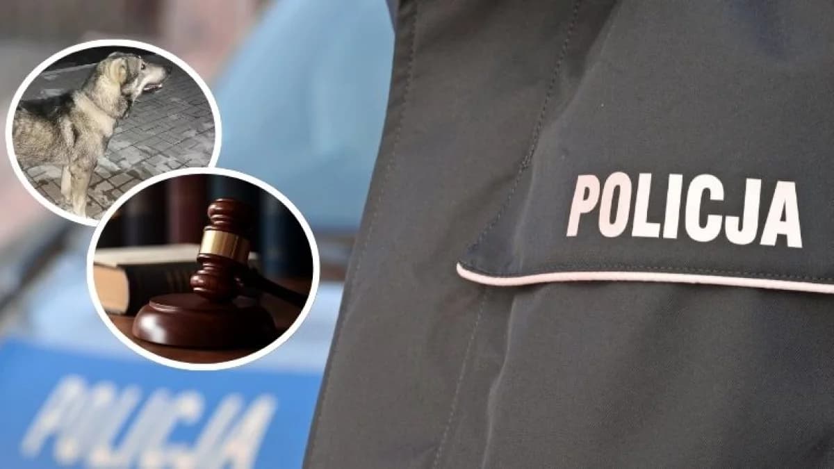 Psy wybiegły z posesji i zaatakowały. Właścicielka czworonogów odpowie przed sądem