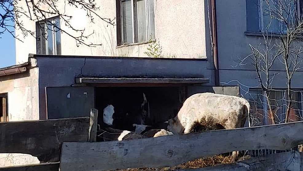 Lekarz weterynarii będzie wnioskował o odebranie zwierząt rolnikowi