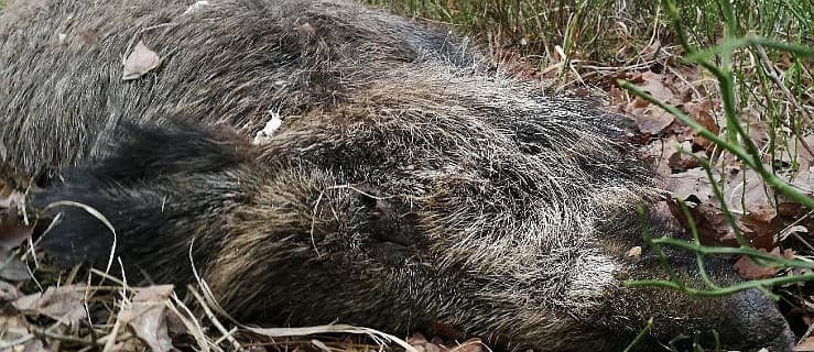 Są wyniki badań na ASF próbek pobranych od dzika, który leżał w lesie pod Jarocinem