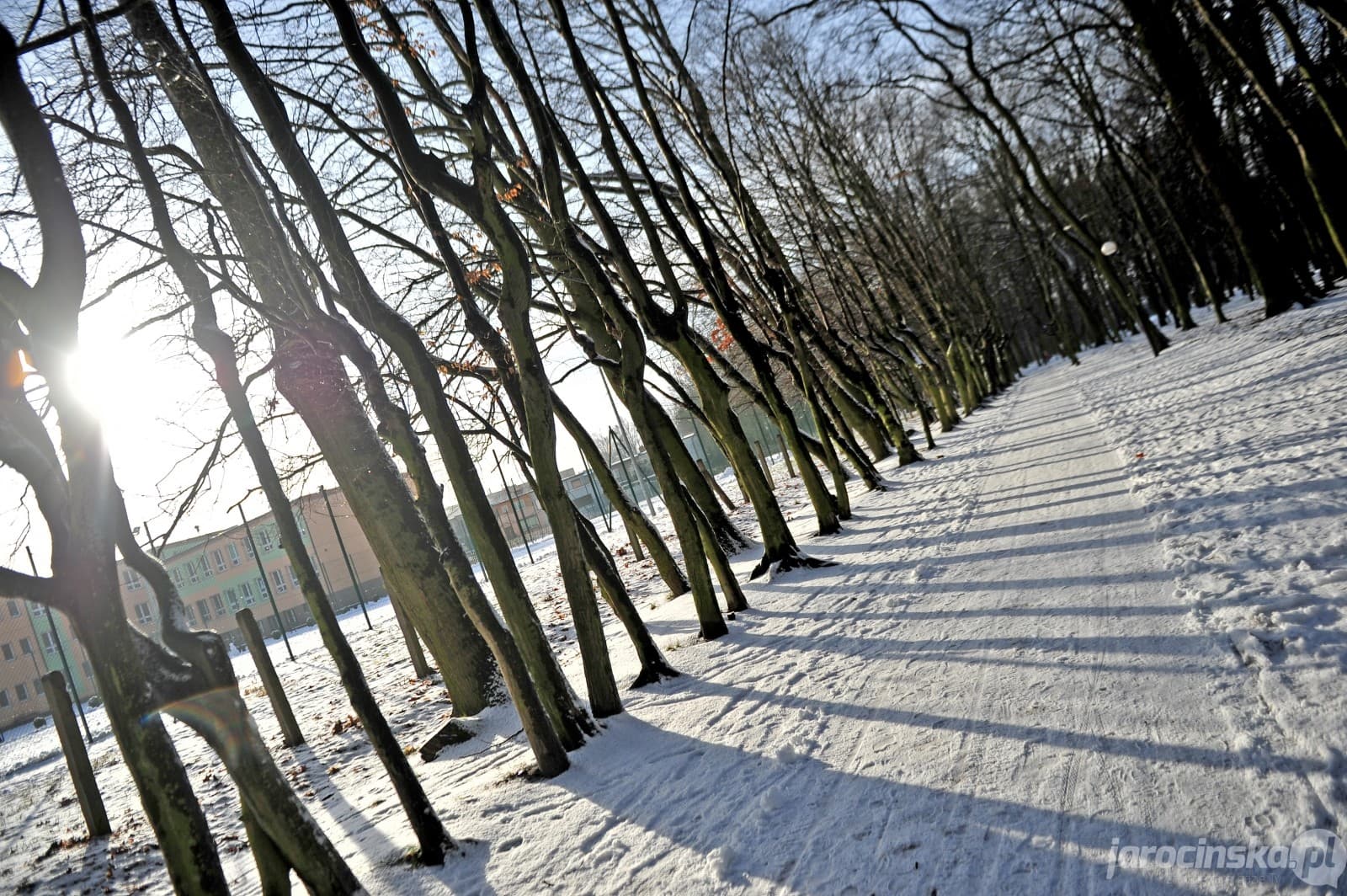 Jarocin. Park miejski w Jarocinie w zimowej szacie 2018