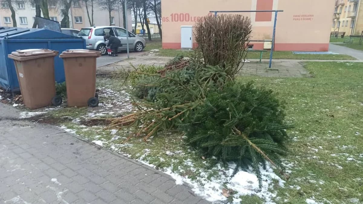 Jesteś mieszkańcem gminy Jarocin i nie wiesz, co zrobić ze świąteczną choinką - jest na to sposób