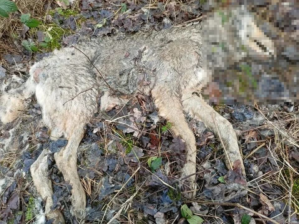 Martwego wilka znaleziono na terenie gminy Żerków. Najprawdopodobniej został zastrzelony