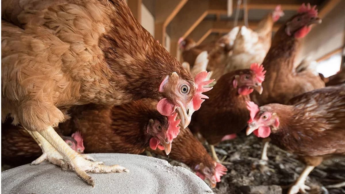Ognisko rzekomego pomoru drobiu w powiecie jarocińskim. To drugi przypadek na naszym terenie