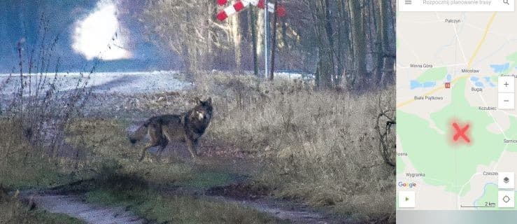 Zauważył i sfotografował wilki w lesie Nadleśnictwa Jarocin [ZDJĘCIA]