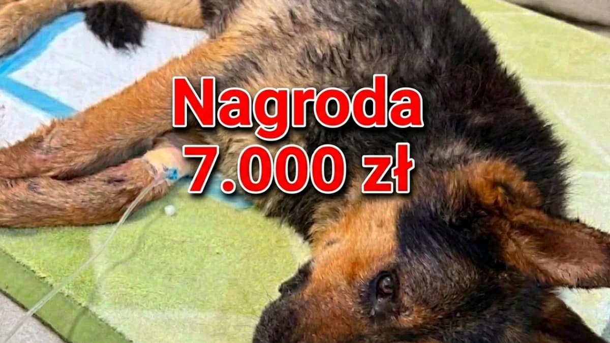 Tajemnica skatowanego psa. Nagroda wzrosła do 7 tys. zł. Czy ktoś ukrywa prawdę?