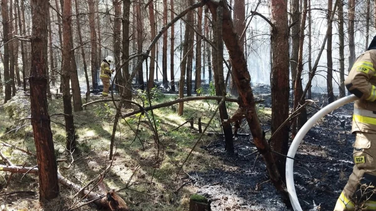 Pożar lasu pod Jarocinem. Strażacy walczą z płomieniami