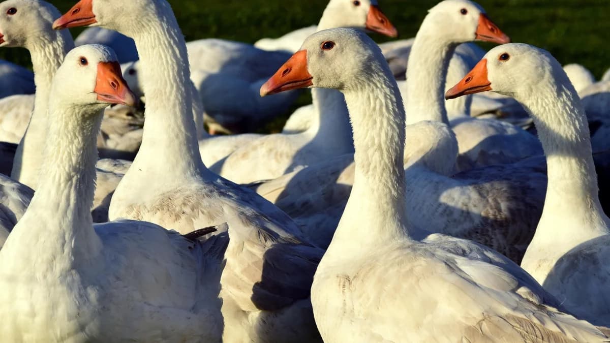 Pilny komunikat do mieszkańców naszego terenu. Wykryto ognisko wysoce zjadliwej grypy ptaków