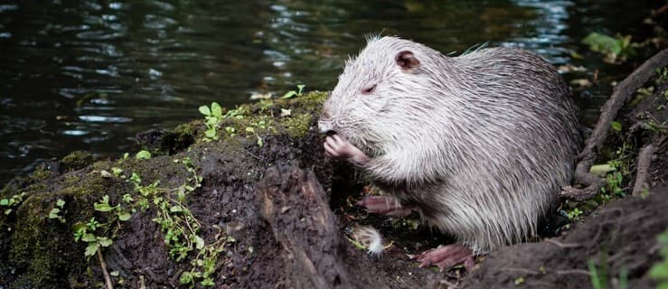 Nutrie znikną z parku przy Szubiankach. Gmina ma plan dotyczący zwierząt