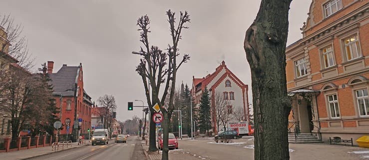To jest przykład, jak nie należy przycinać drzew. Wiceburmistrz interweniuje