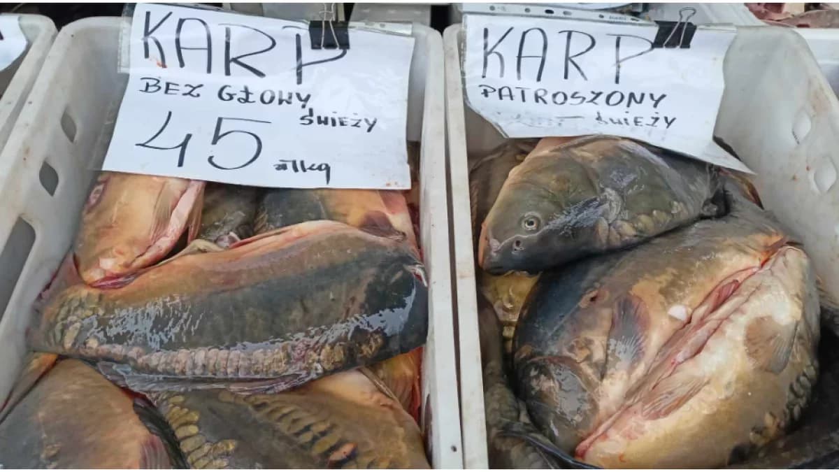 Cena karpia w 2024 roku. Czy musimy przygotować się na szok?